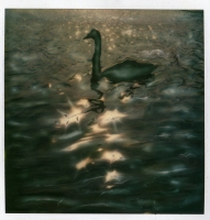 Manipulated-Polaroids-021
