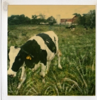 Manipulated-Polaroids-041